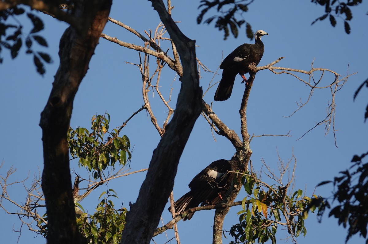 White-throated Piping-Guan - ML637445120