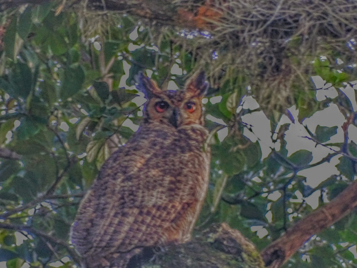 Great Horned Owl - ML637445122