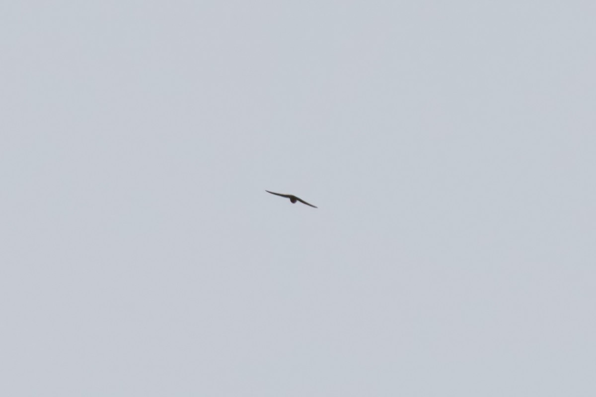 Black Swift - ML637445227