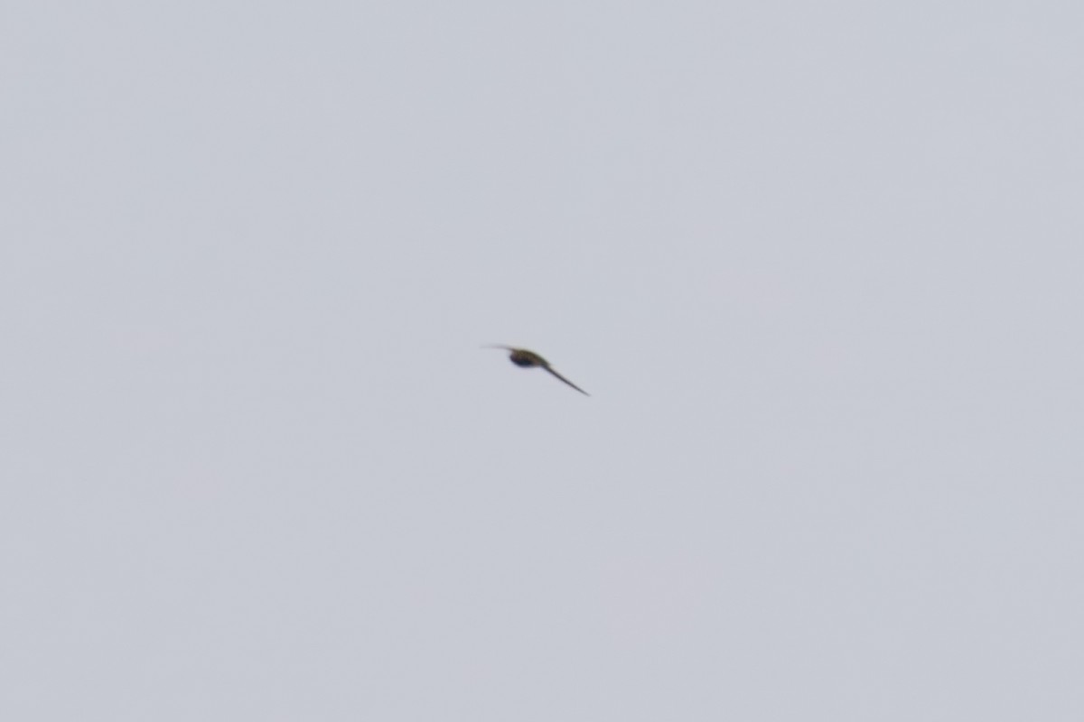 Black Swift - ML637445228