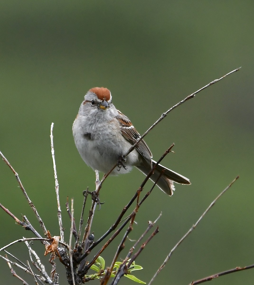 American Tree Sparrow - ML637445243