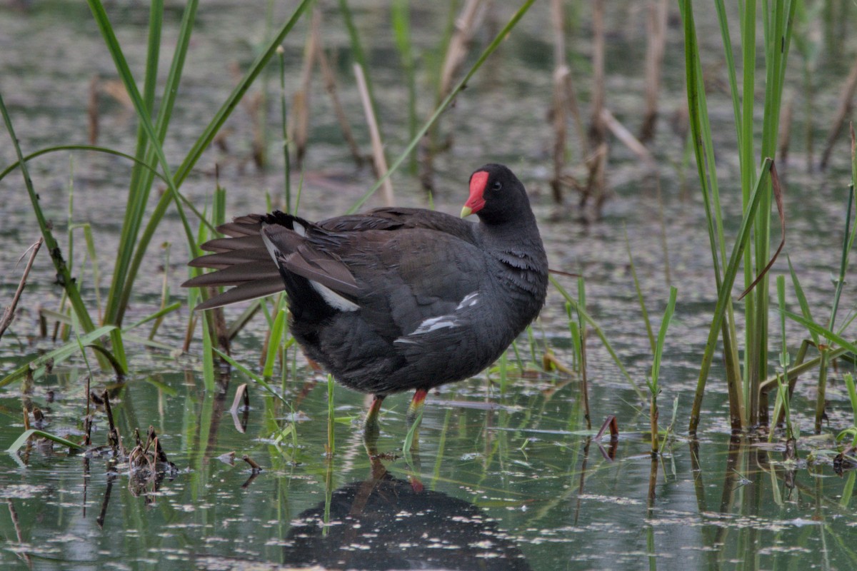Common Gallinule - ML637445249