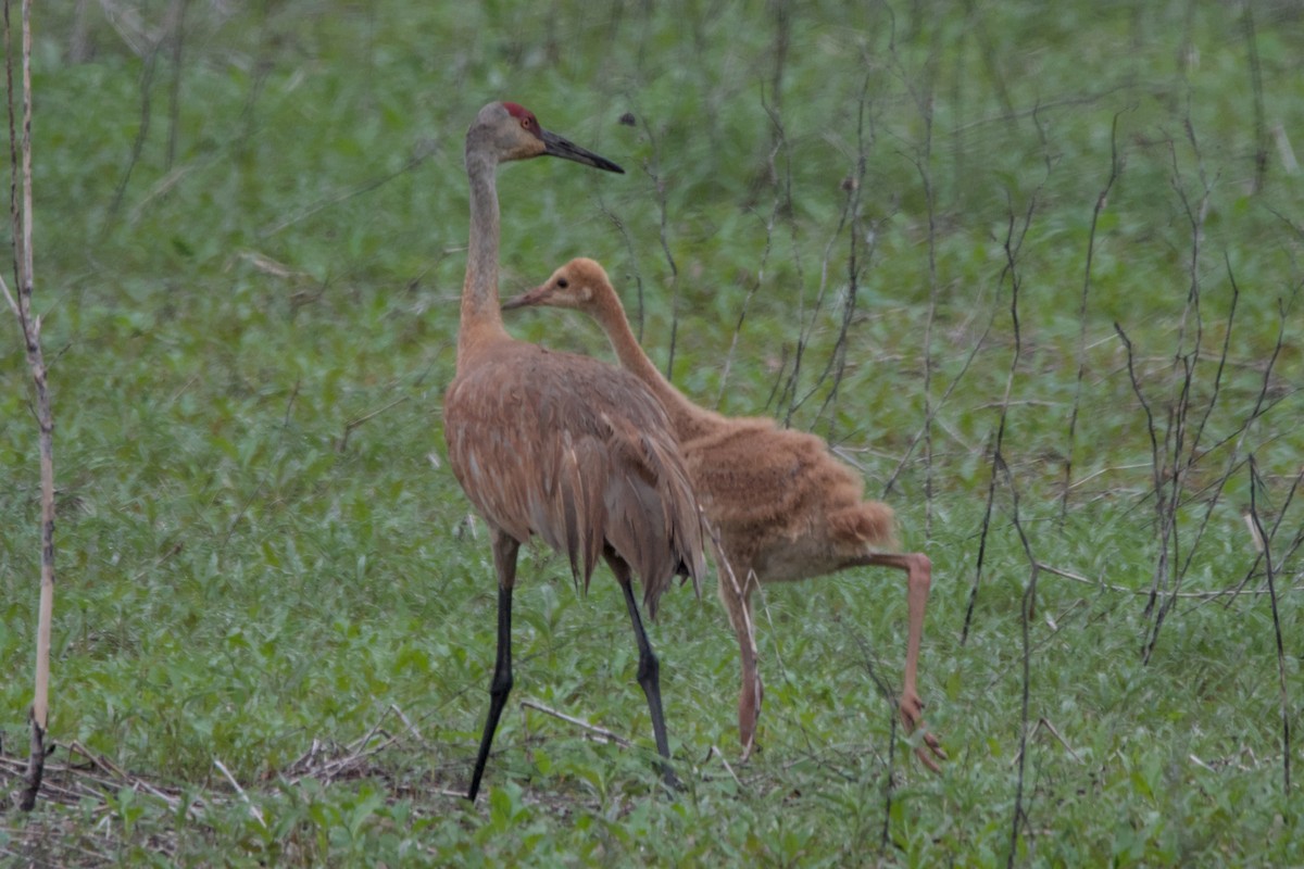 Sandhill Crane - ML637445252