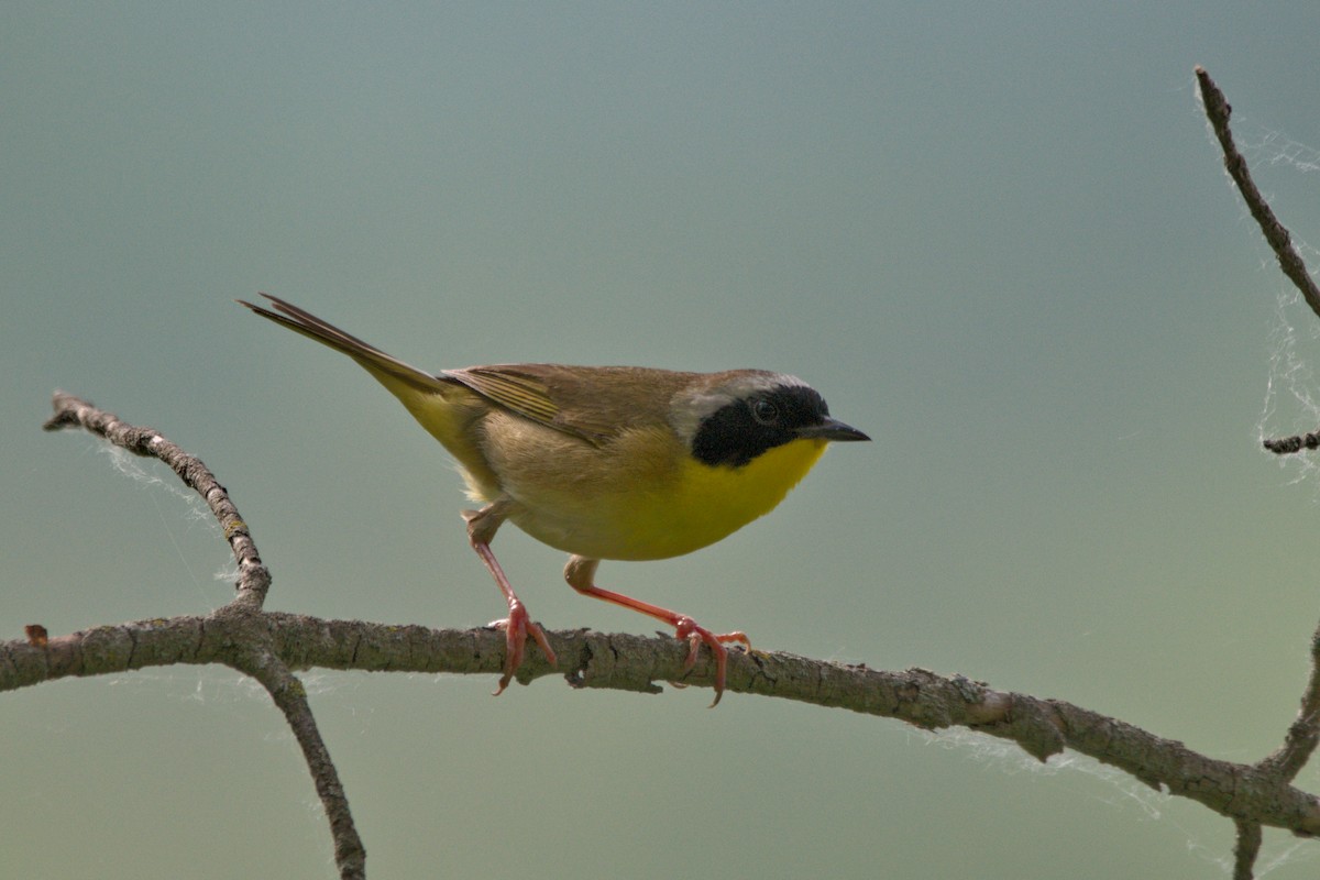 Common Yellowthroat - ML637445261