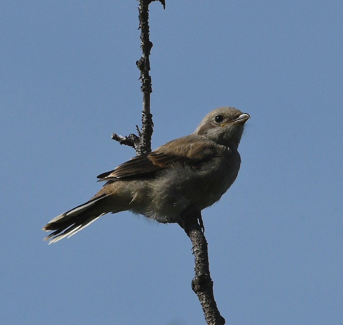 Northern Shrike - ML637445282