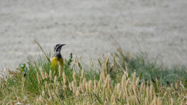 Chihuahuan Meadowlark - ML637445309
