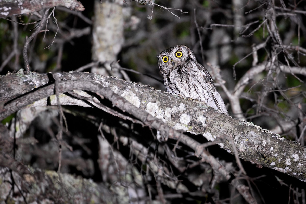 Western Screech-Owl - ML637445347