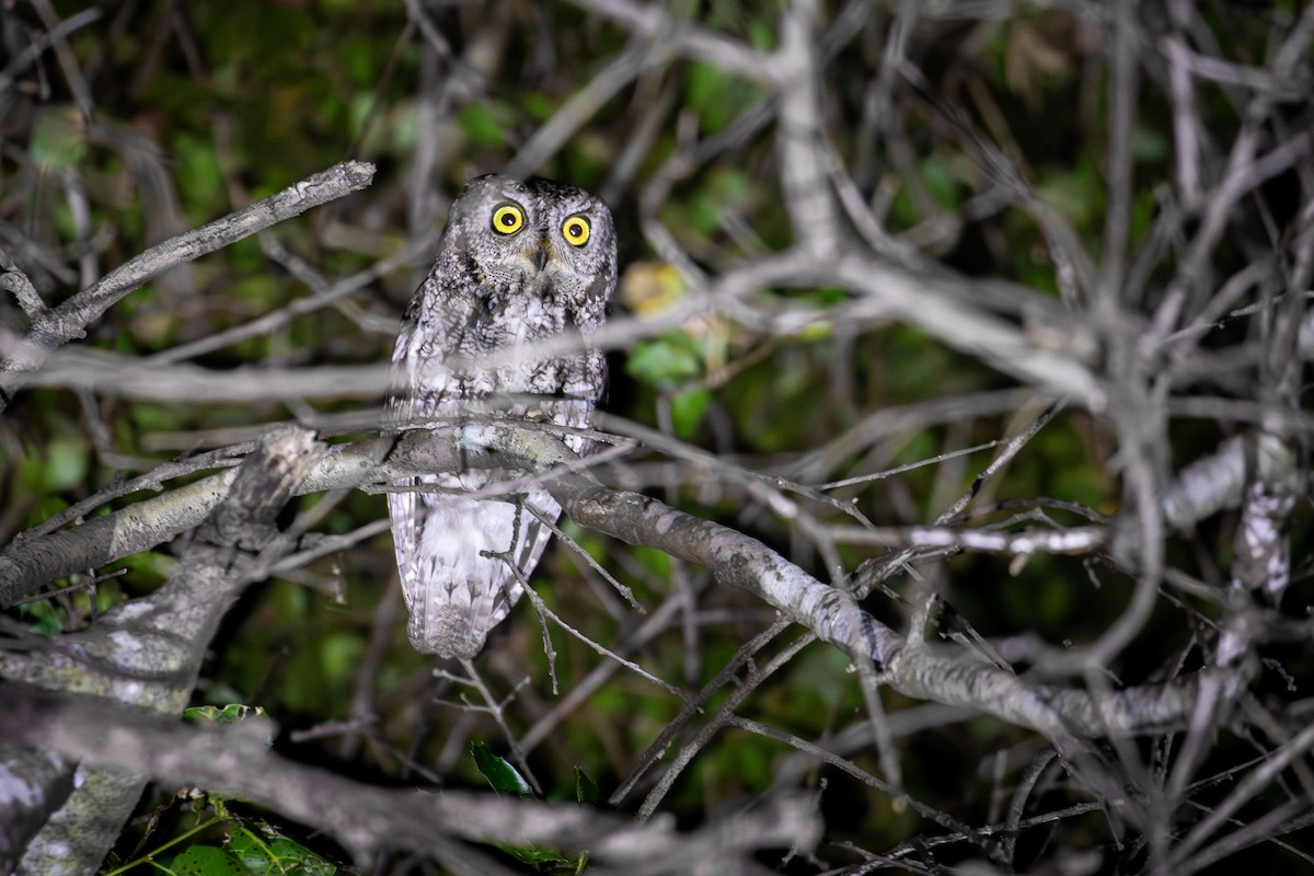 Western Screech-Owl - ML637445348