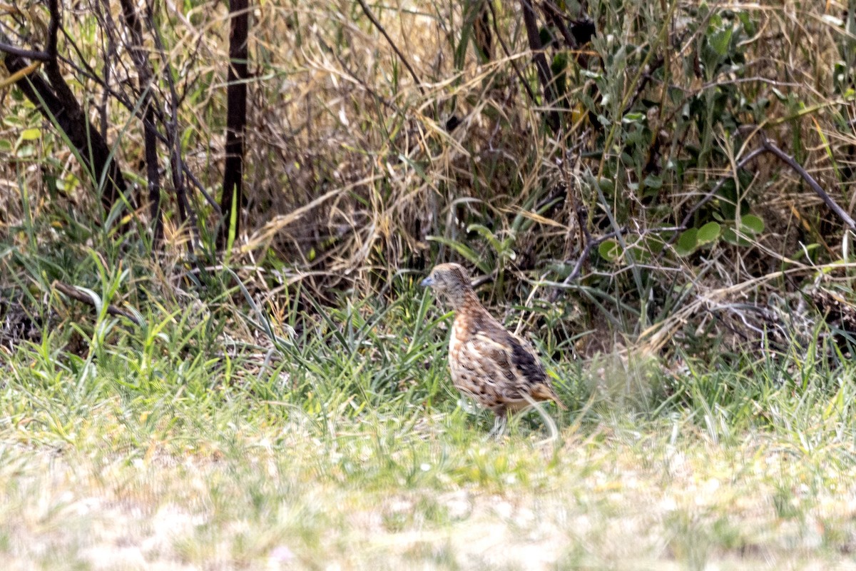 Small Buttonquail - ML637445352