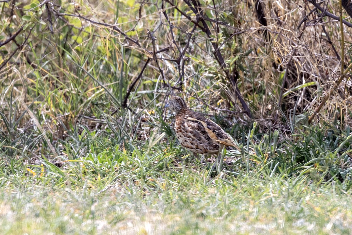 Small Buttonquail - ML637445353