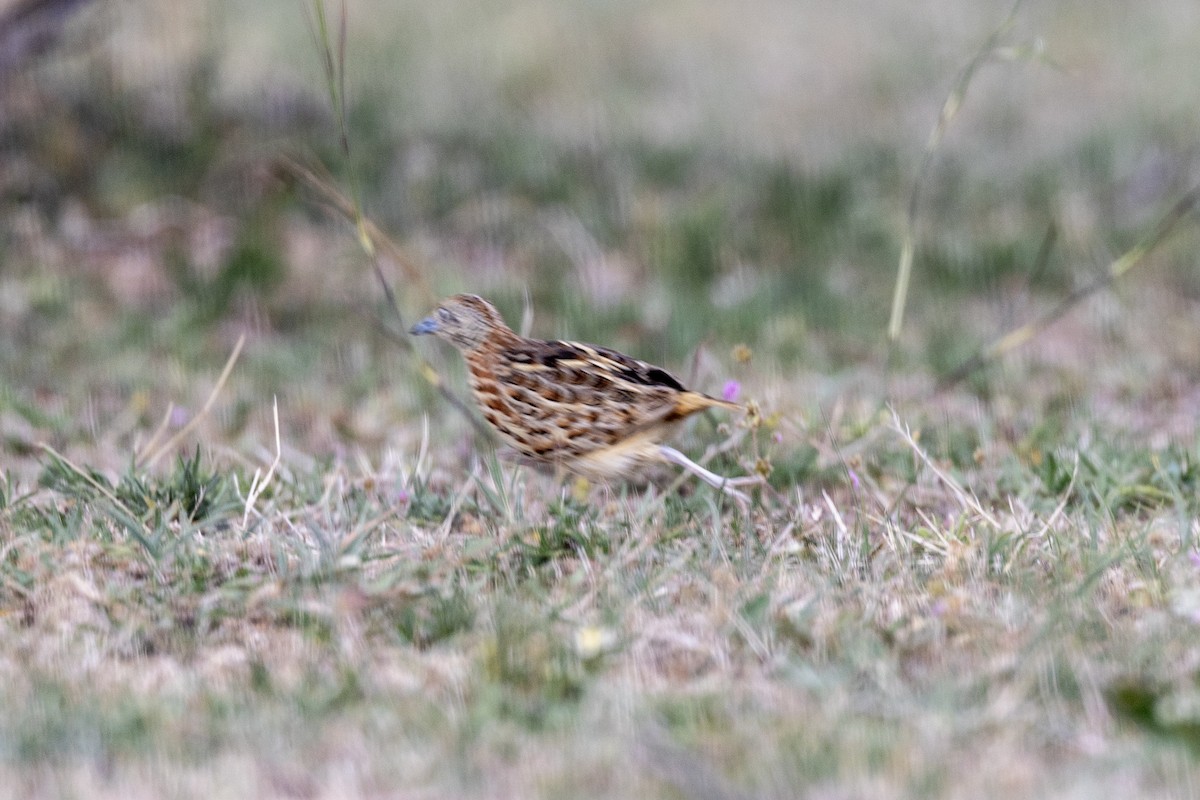 Small Buttonquail - ML637445355