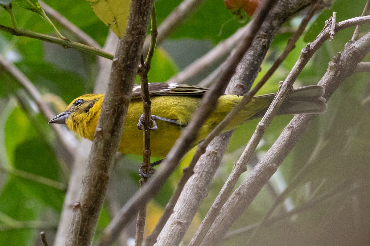 Flame-colored Tanager - ML637445415