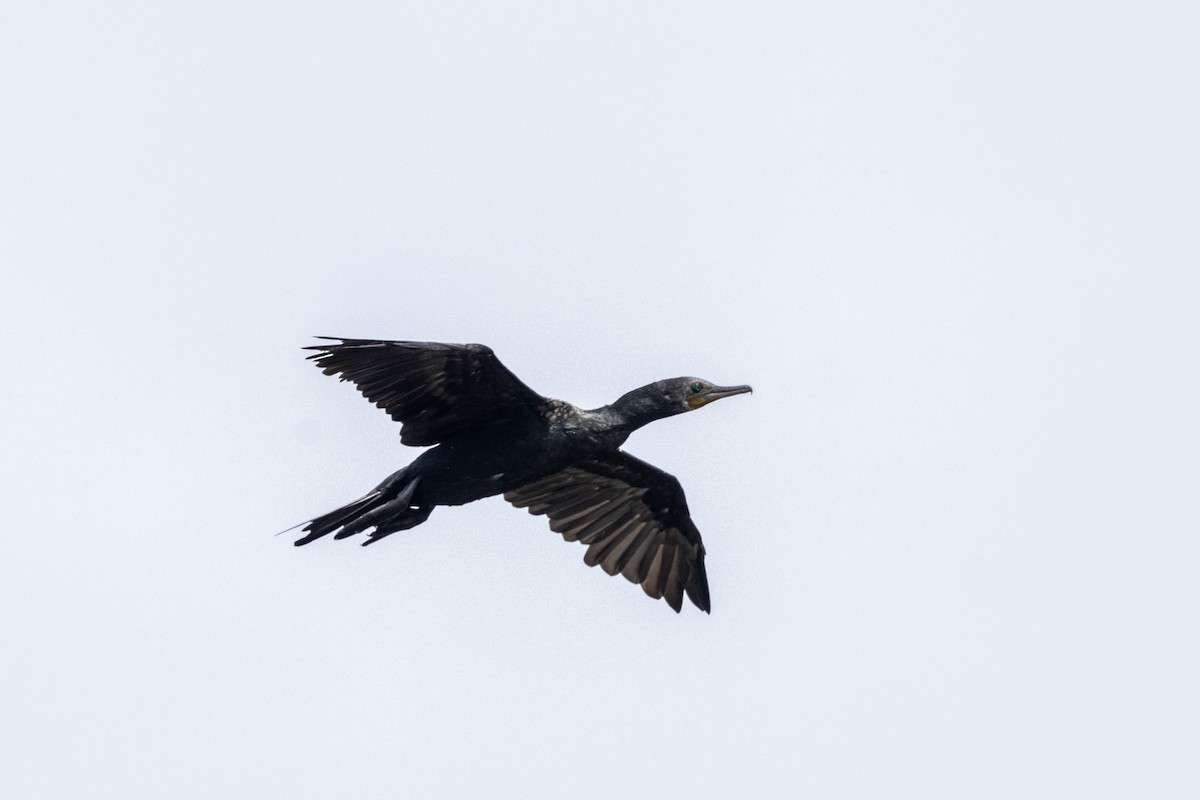 Cormorán Indio - ML637445501