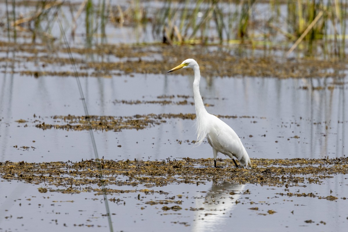 Medium Egret - ML637445504