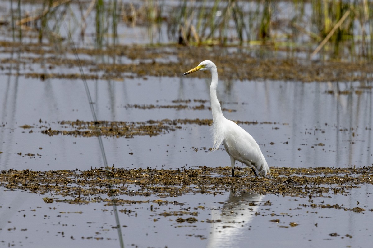 Medium Egret - ML637445506
