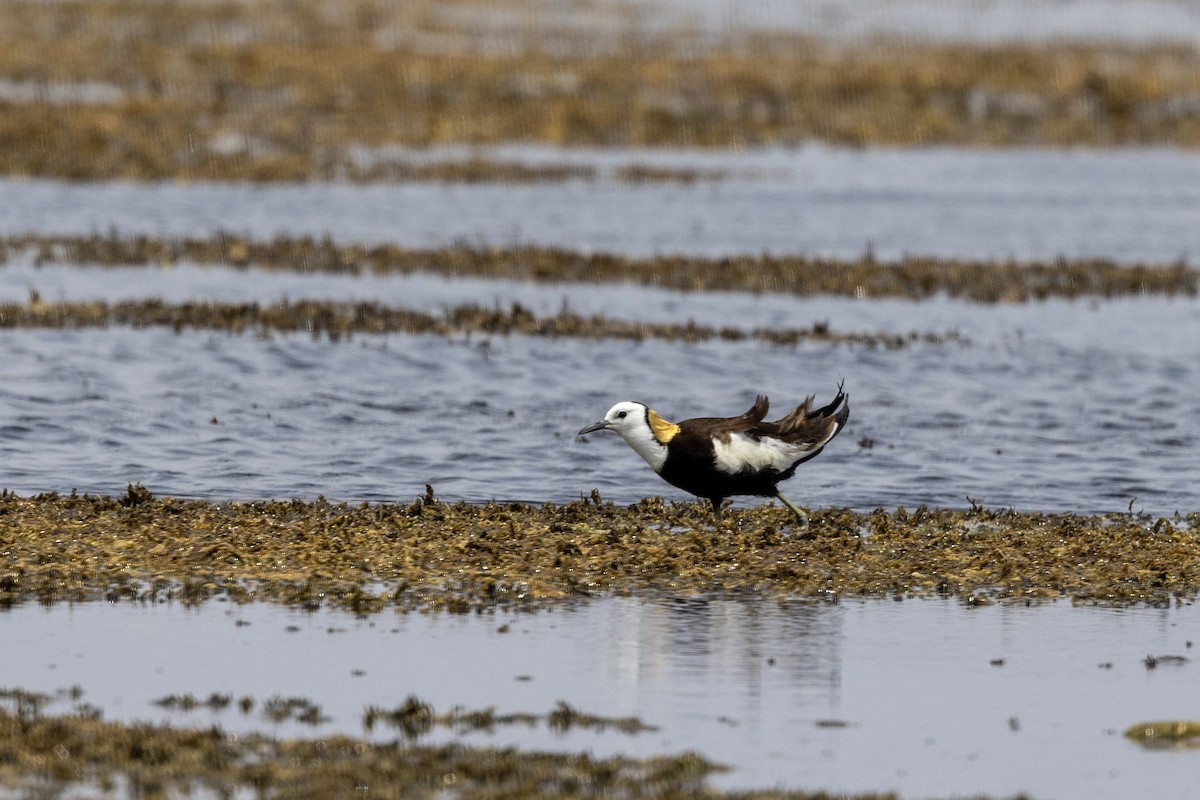 Jacana Colilarga - ML637445528