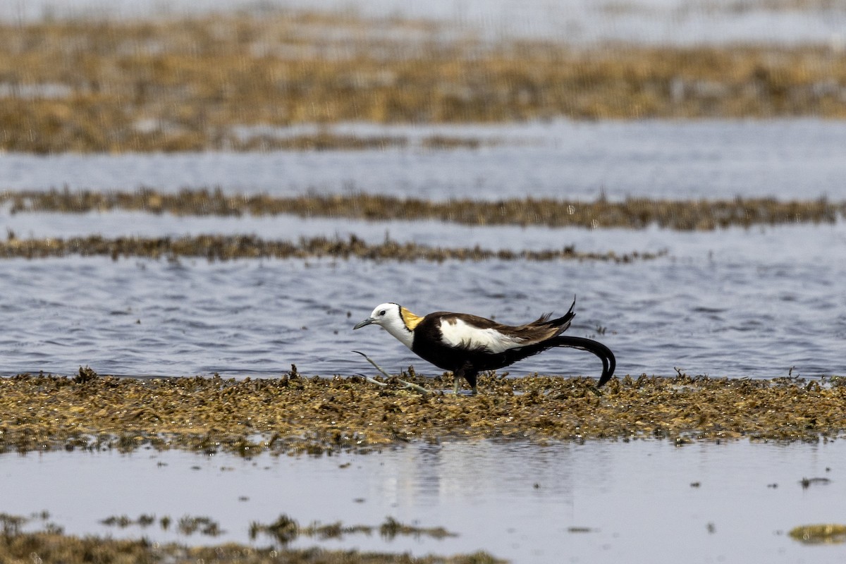 Jacana Colilarga - ML637445529