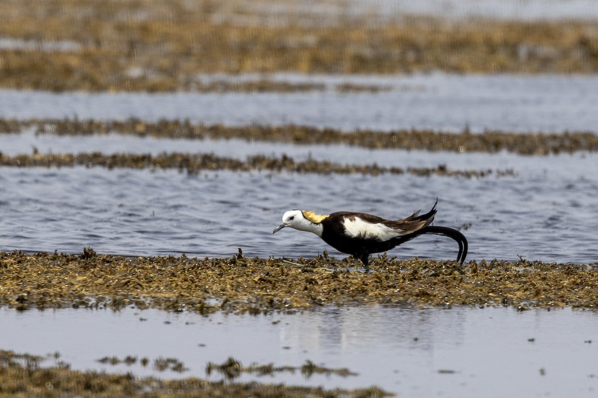 Jacana Colilarga - ML637445530