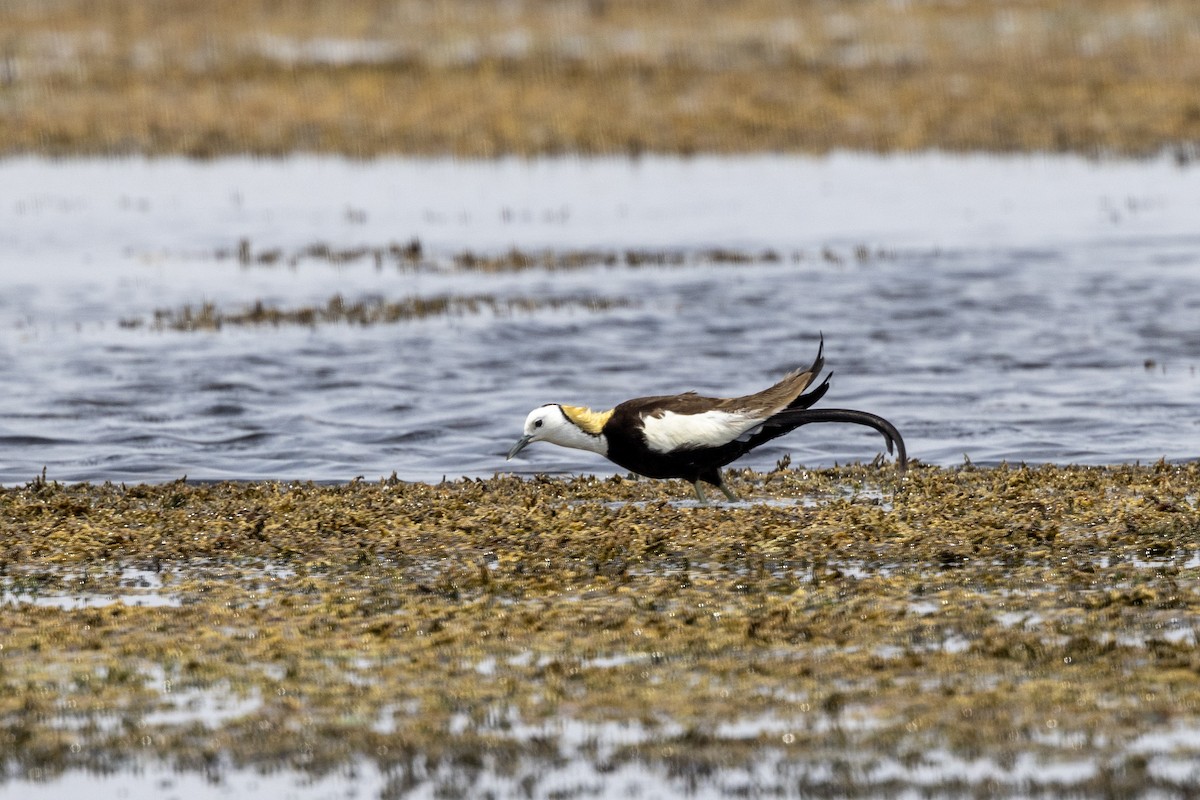 Jacana Colilarga - ML637445532