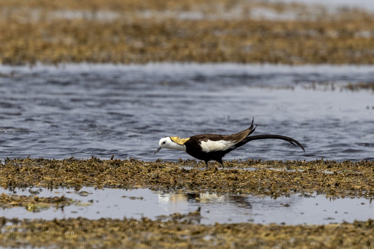 Jacana Colilarga - ML637445533
