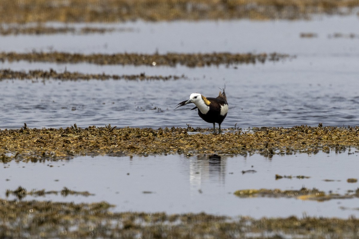 Jacana Colilarga - ML637445534