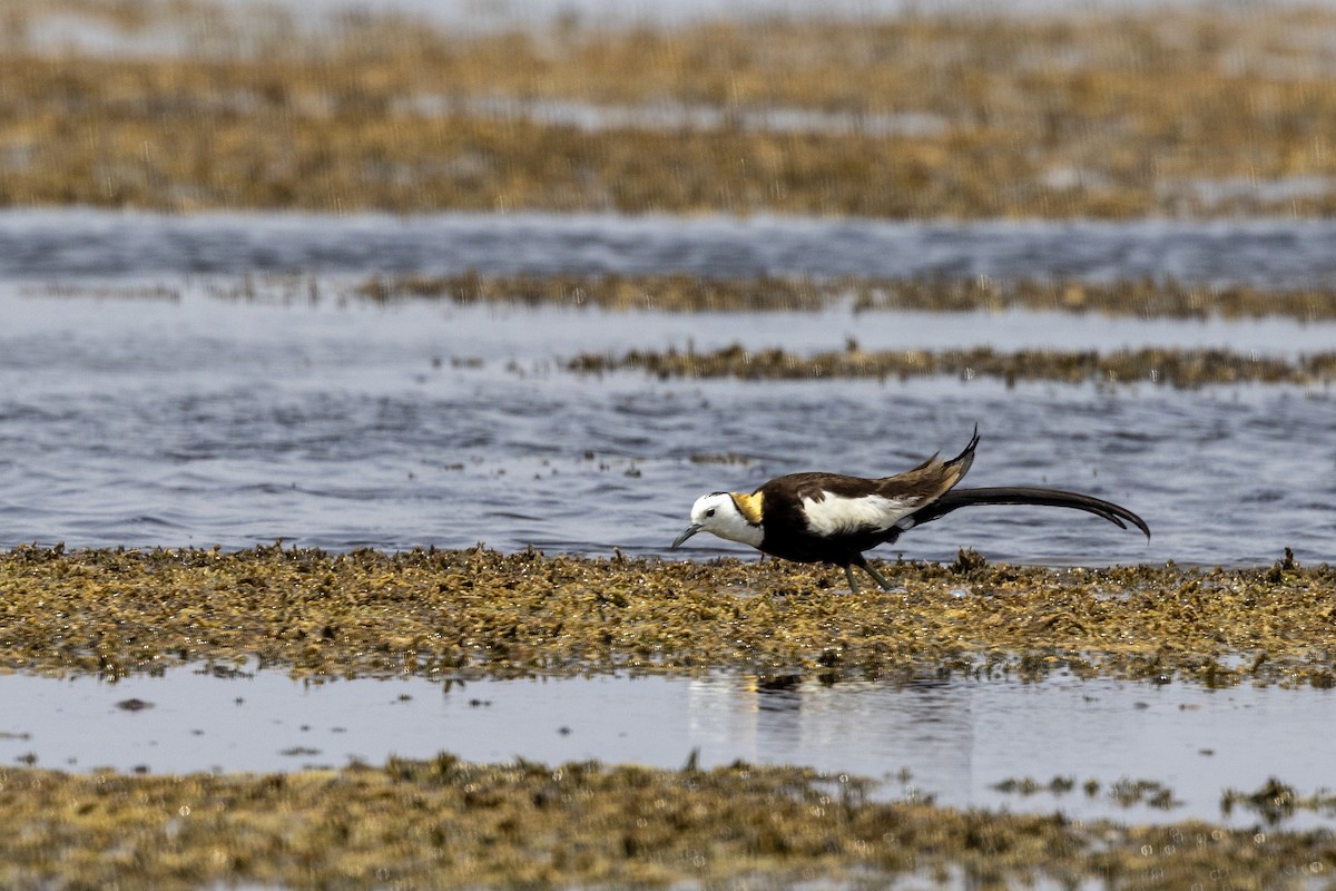 Jacana Colilarga - ML637445535