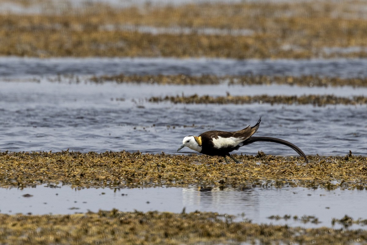 Jacana Colilarga - ML637445536