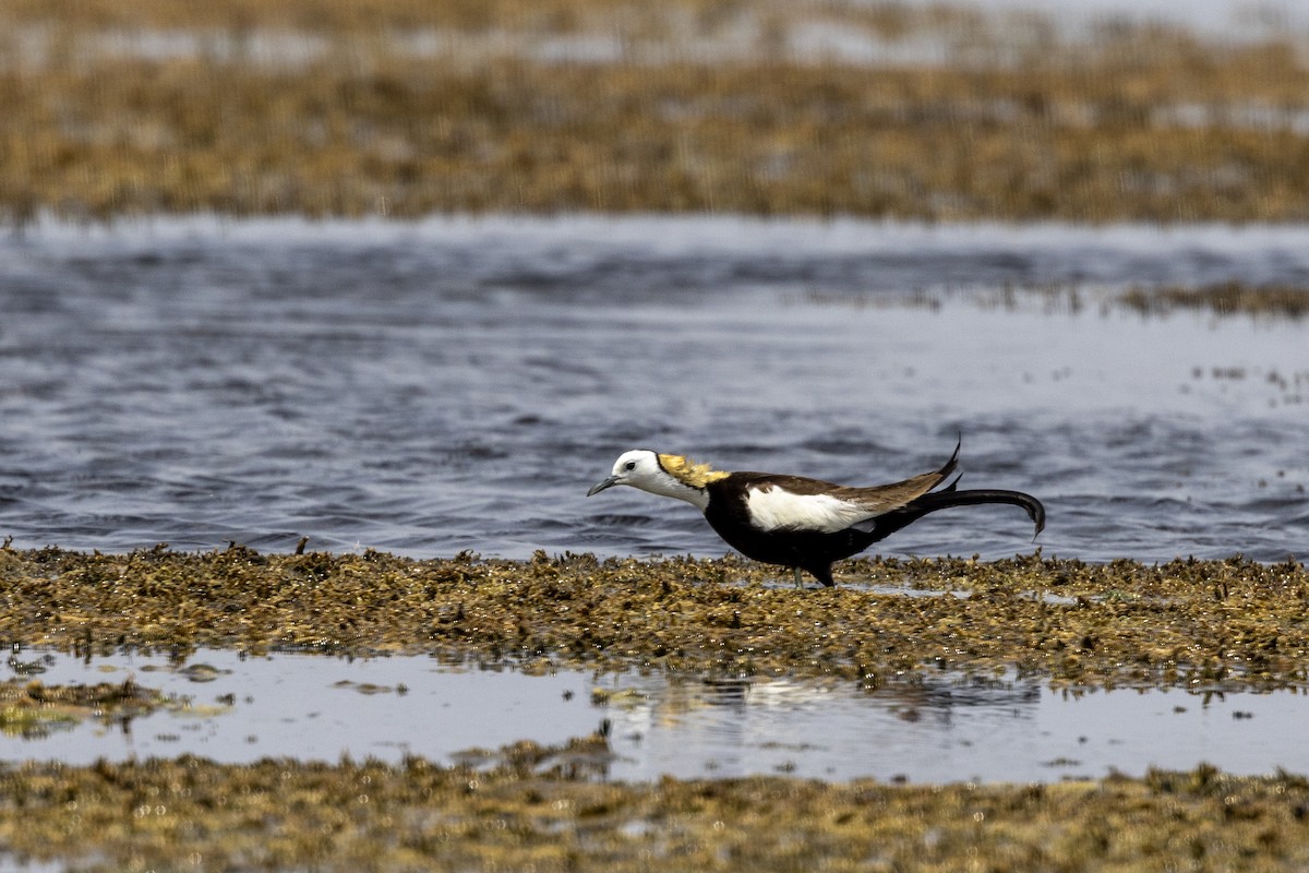 Jacana Colilarga - ML637445537