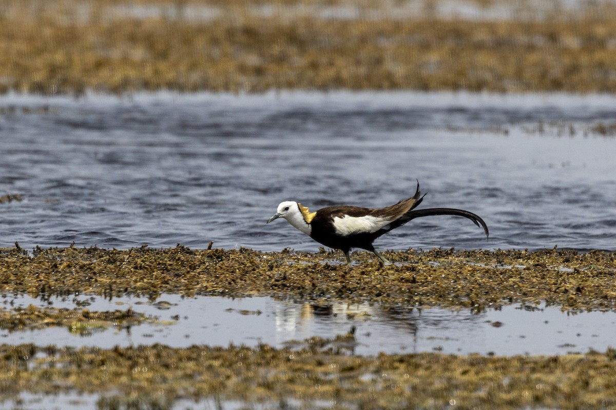 Jacana Colilarga - ML637445538