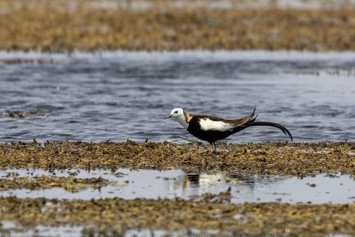 Jacana Colilarga - ML637445539