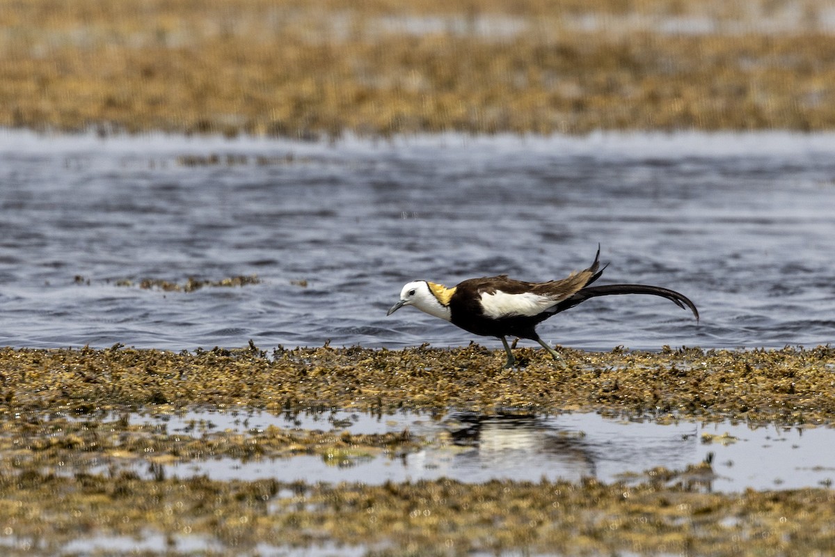 Jacana Colilarga - ML637445540