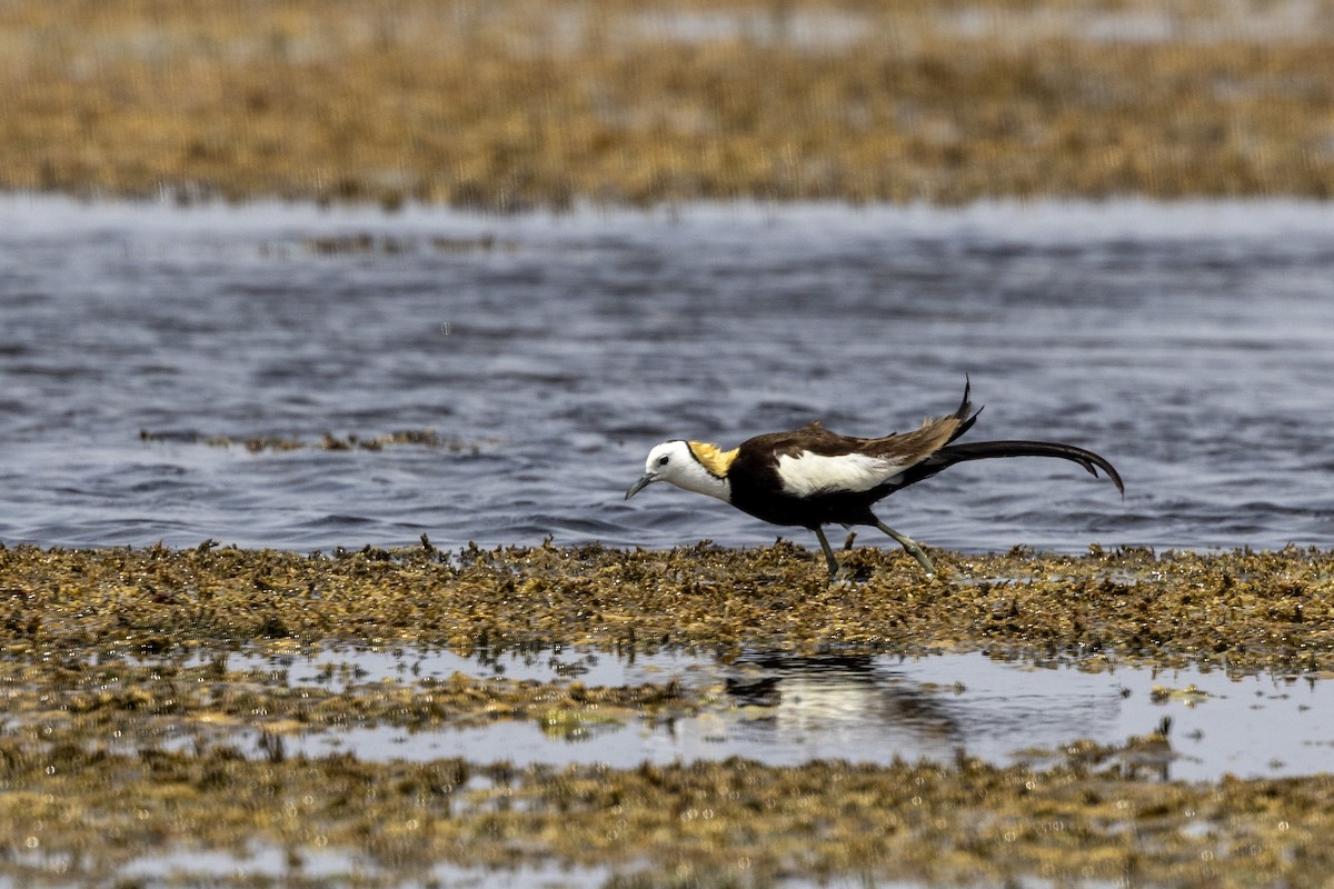 Jacana Colilarga - ML637445541