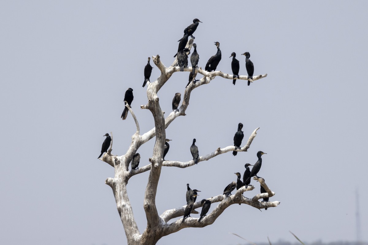 Anhinga Asiática - ML637445546