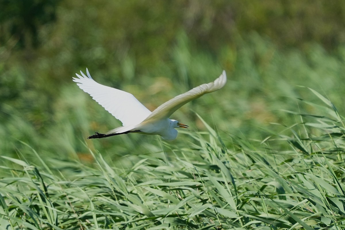 Medium Egret - ML637445685