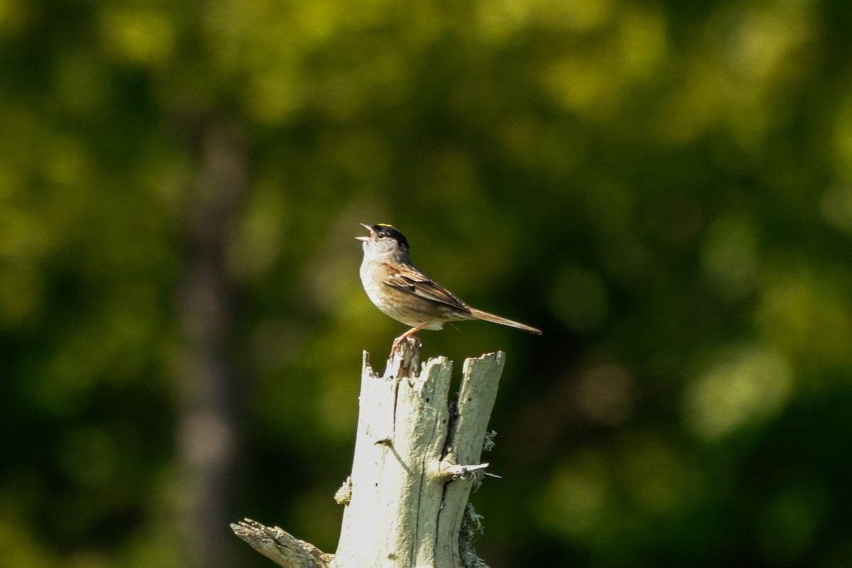 Golden-crowned Sparrow - ML637445769