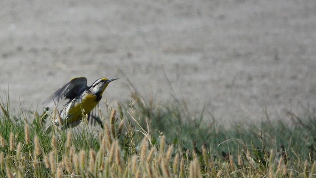 Chihuahuan Meadowlark - ML637445942