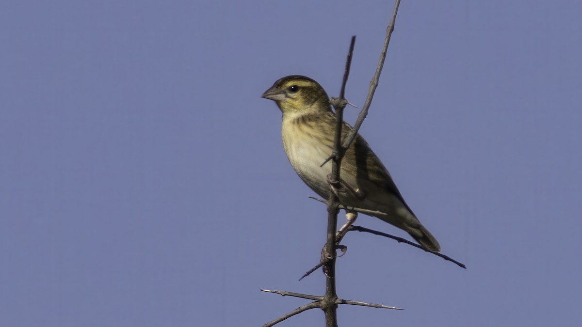 White-winged Widowbird - ML637446045