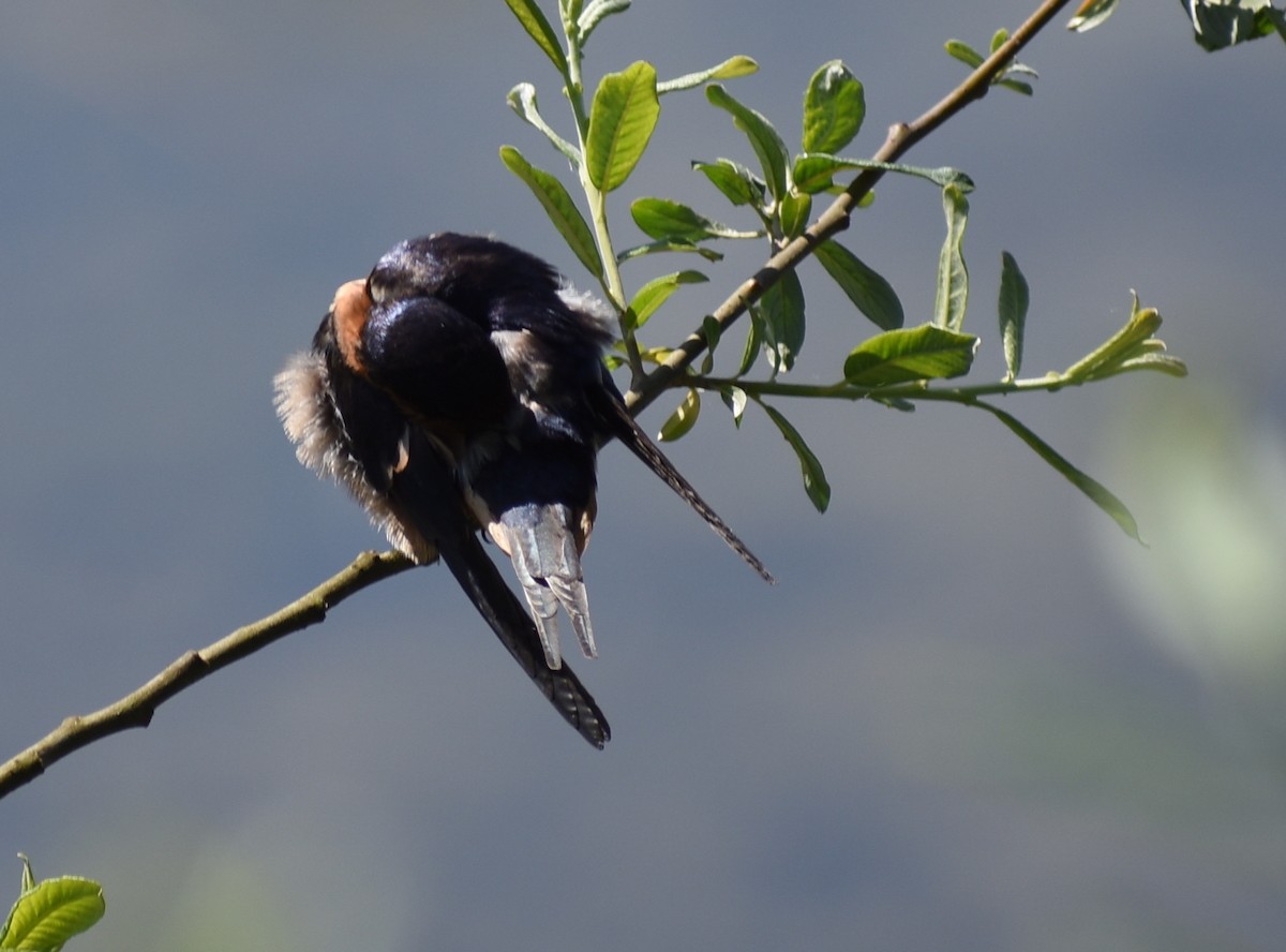 Hirondelle rustique - ML637446046