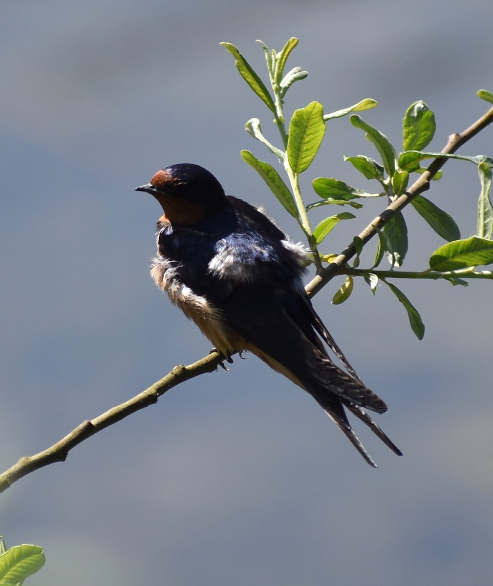 Hirondelle rustique - ML637446048