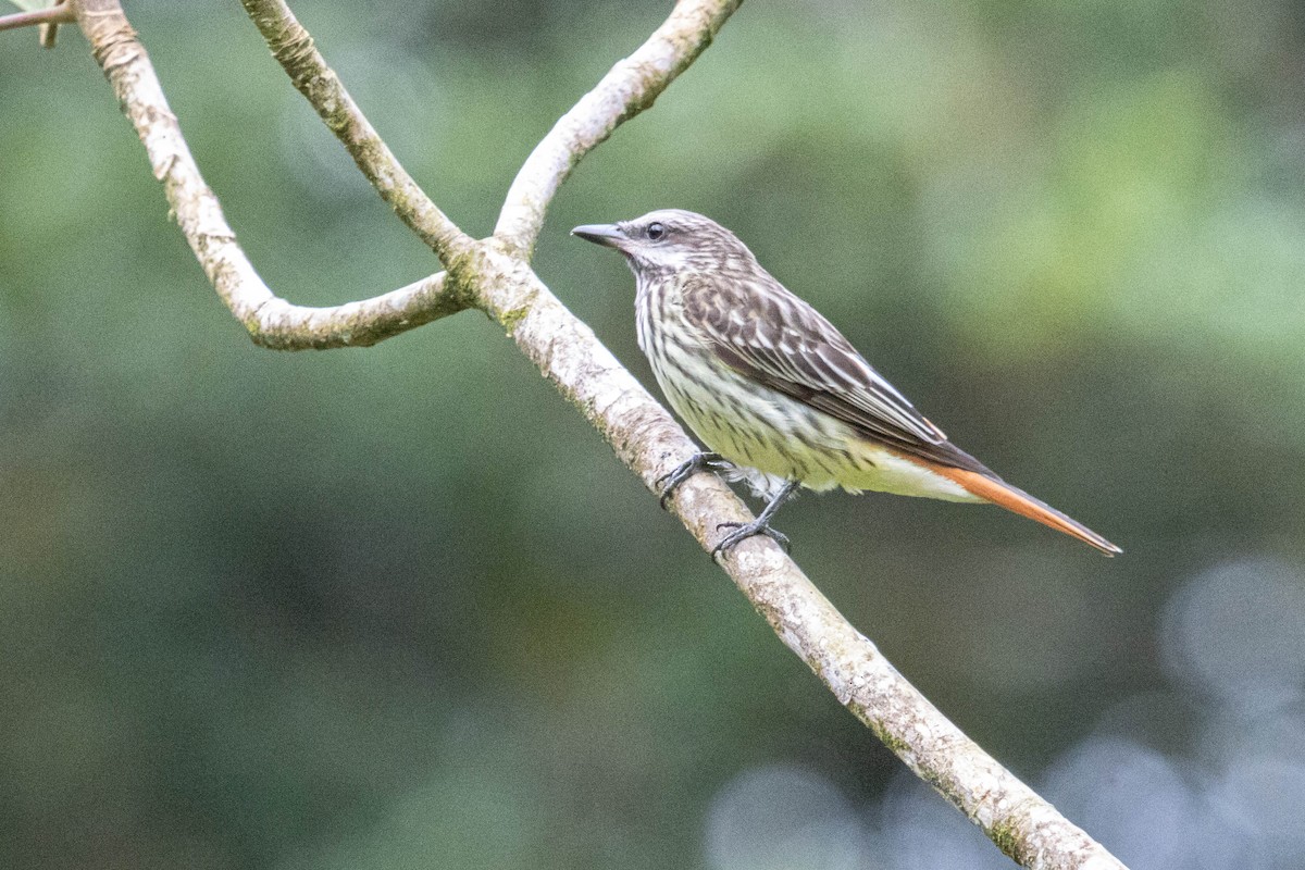 Sulphur-bellied Flycatcher - ML637446115