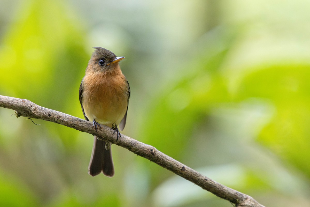 Tufted Flycatcher - ML637446121