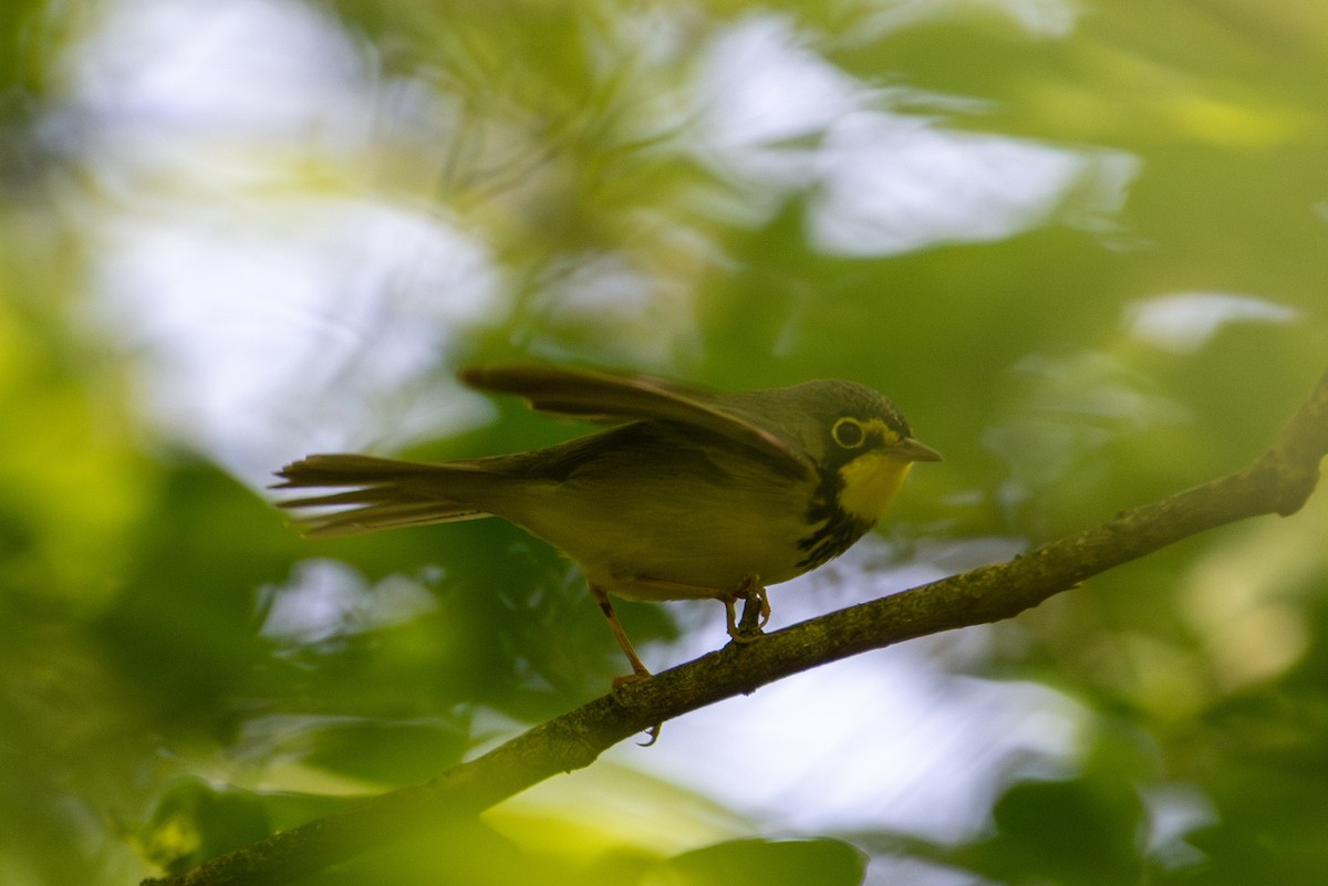 Canada Warbler - ML637446128
