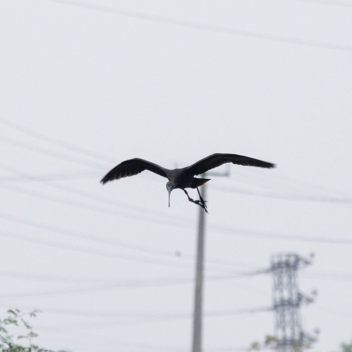 Ibis falcinelle - ML637446130