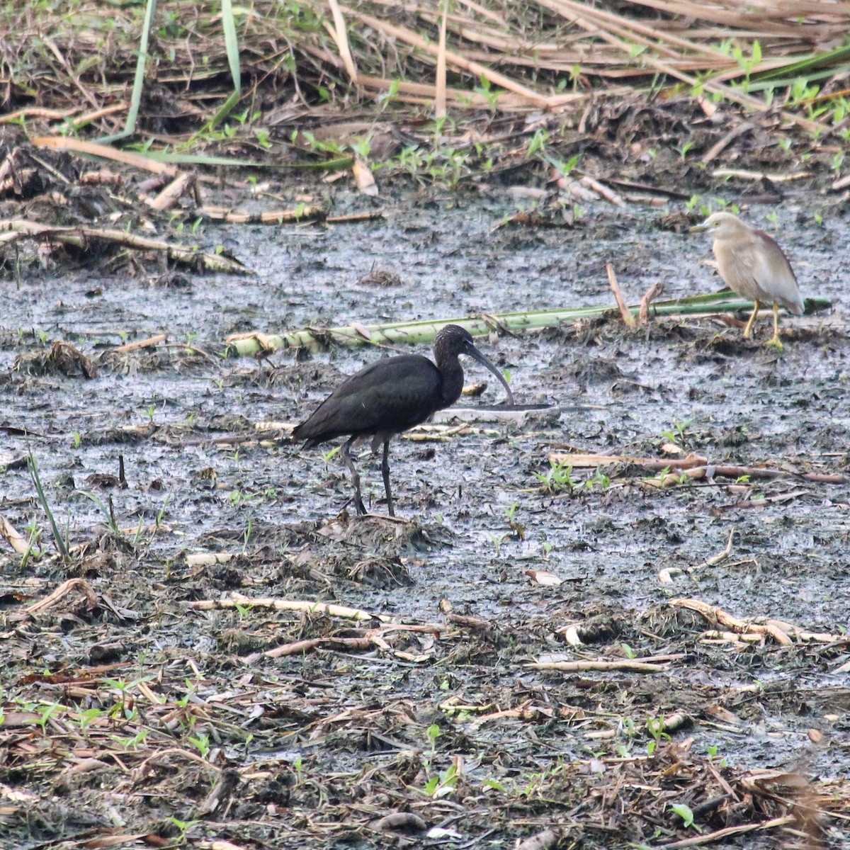 Ibis falcinelle - ML637446131
