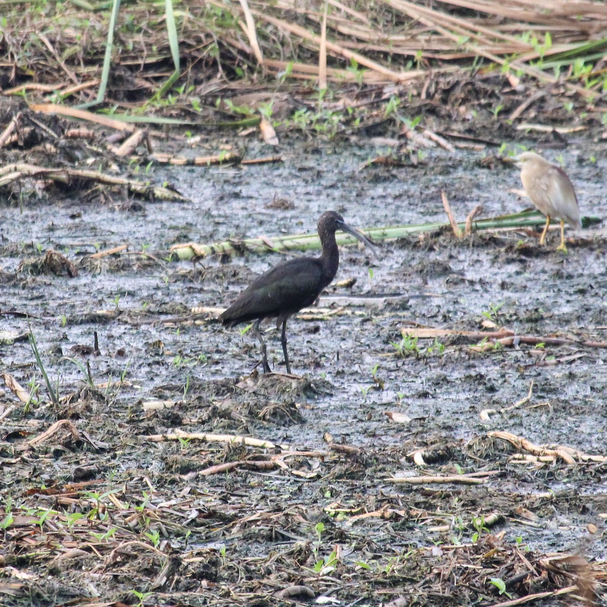 Ibis falcinelle - ML637446132
