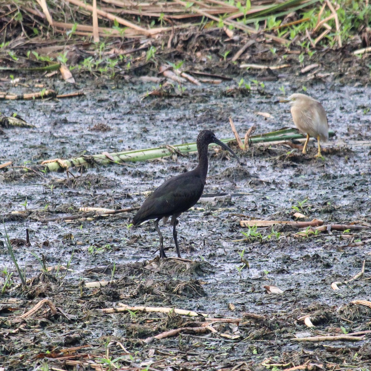 Ibis falcinelle - ML637446133