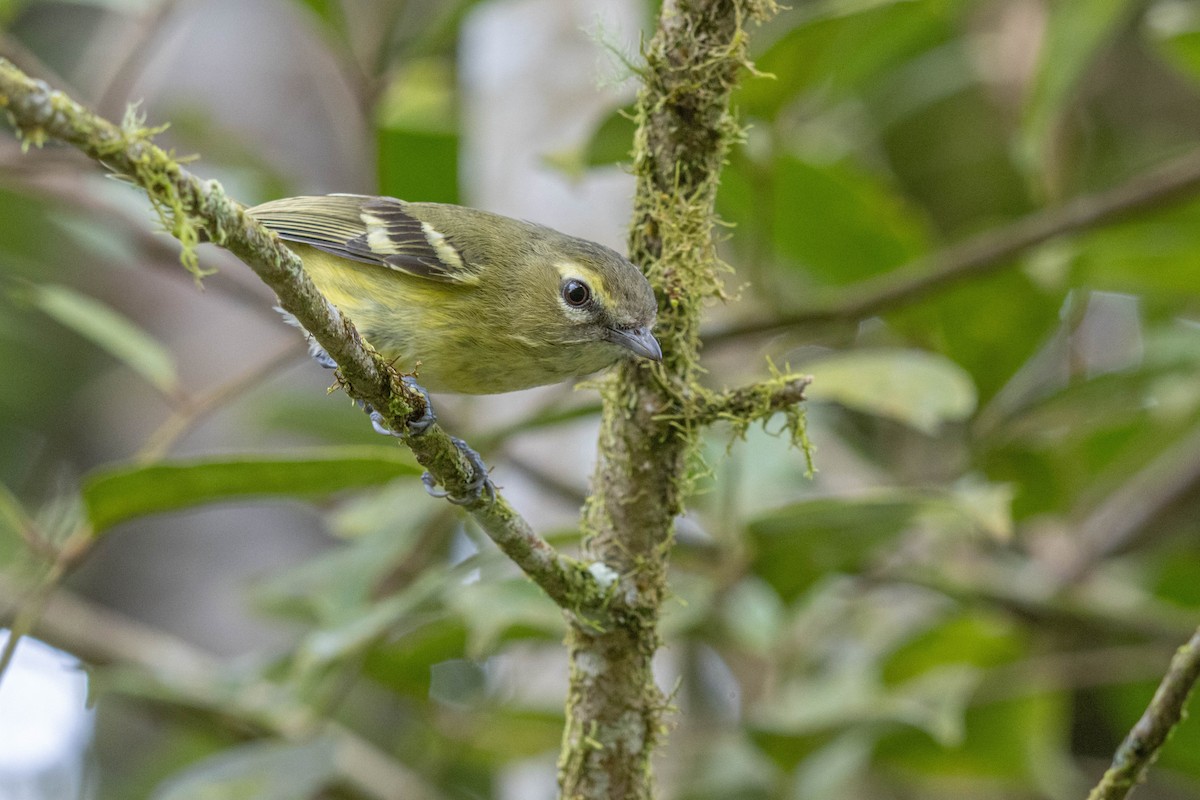 Yellow-winged Vireo - ML637446156