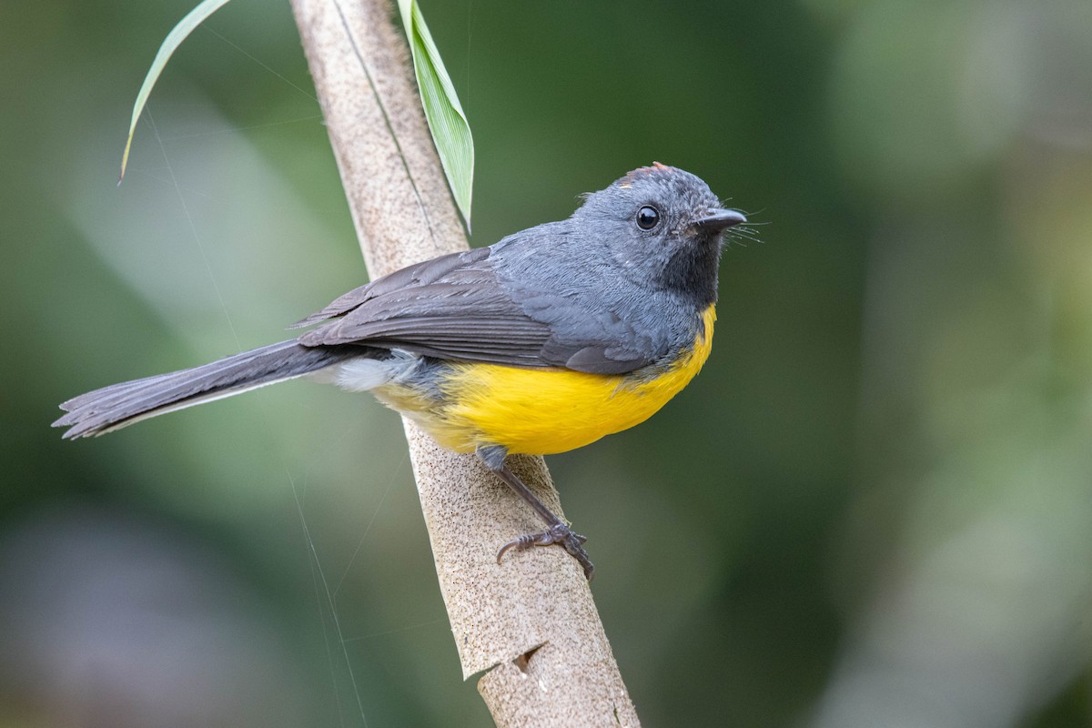 Slate-throated Redstart - ML637446163
