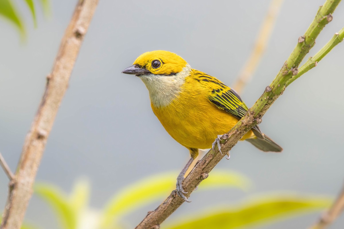 Silver-throated Tanager - ML637446227