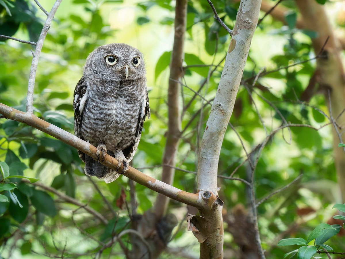 Eastern Screech-Owl - ML637446251